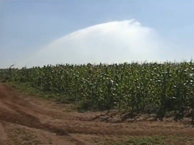 Com a seca, plantação precisa de irrigação, o que aumenta custos (Foto: Reprodução/ TV TEM)