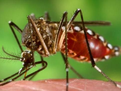 Pesquisadores, estudantes e agentes públicos da área de doenças tropicais discutem até a próxima sexta-feira, no Inpa, várias técnicas aplicadas para reduzir doenças transmitidas por mosquitos vetores(James Gathany/ Creative Commons)