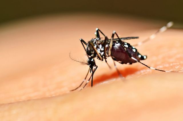 Aedes aegypti é o mosquito transmissor da dengue / Foto: Arquivo/Shutterstock