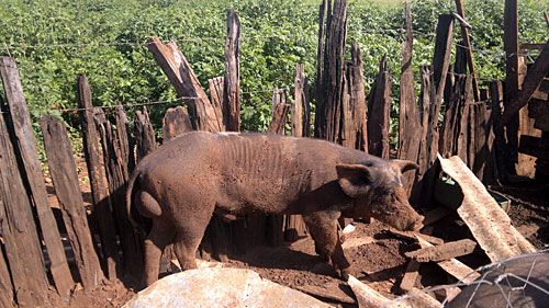 Porco teria pulado a cerca e invadido a propriedade vizinha causando a morte da porca. Foto: divulgação