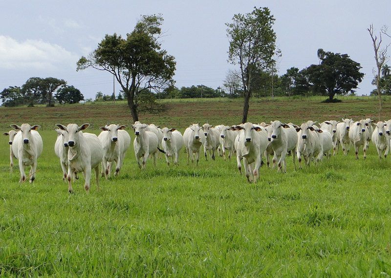 Pequenos produtores rurais de Três Lagoas podem se cadastrarem no Programa Mais Pecuária Brasil. Foto: Divulgação