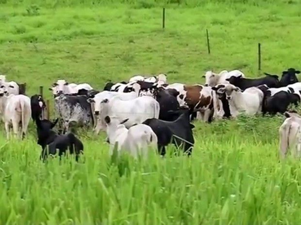 Arrendar terra para gado se tornou lucrativo (Foto: Reprodução / TV TEM)