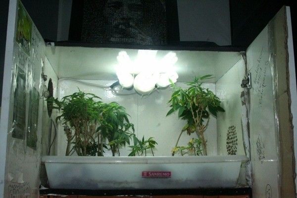PR: jovem é detido por cultivar maconha - Divulgação/SESP
