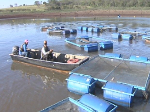 Piscicultores têm de mudar tanques de local para peixes sobreviverem (Foto: Reprodução/ TV TEM)