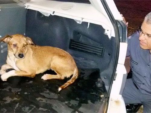 Policial observa o cachorro; ele tinha caído há três dias na canaleta do córrego e acabou salvo. Foto: Divulgação