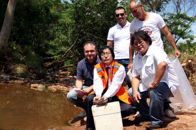 Córregos do munícipio estão recebendo camarões que são predadores naturais da larva do mosquito transmissor da dengue, chikungunya e zika vírus. Foto: Divulgação/Prefeitura