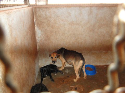 Além do ambiente deteriorado, não havia água, nem alimentos aos cães e gatos.Foto: Divulgação