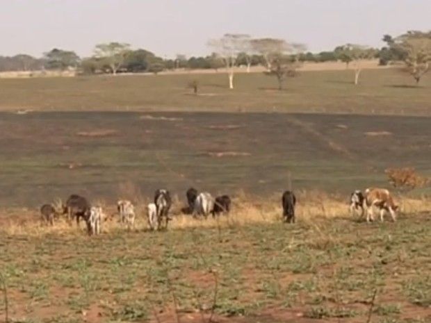 Gado sofre para conseguir pastagem com as queimadas (Foto: Reprodução/ TV TEM)