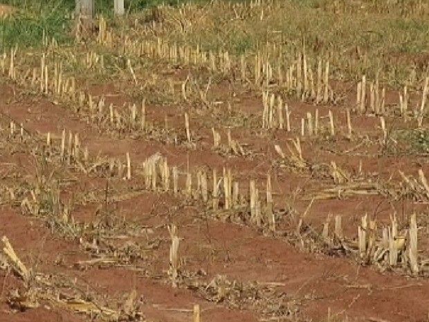 Plantação não cresceu por causa da falta de chuva no noroeste paulista (Foto: Reprodução/ TV TEM)