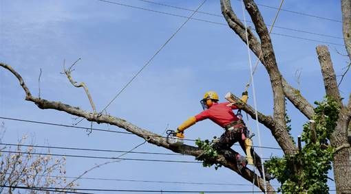  Cuidados com a rede elétrica durante a poda de árvores  - Foto: Divulgação