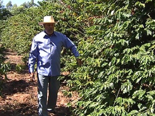 Produtor afirma que não é mais rentável a produção do café (Foto: Reprodução / TV Tem)