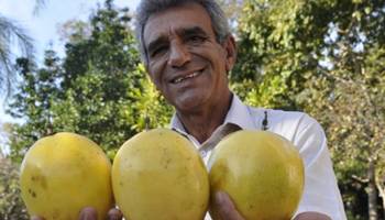 Maracujá gigante da Embrapa chega ao mercado