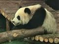 Grupo de pandas encanta Xangai