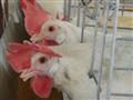 Produtores de frango estão otimistas