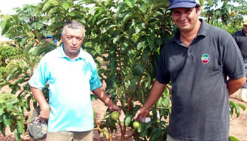 Castilho: Assentamento Cafeeira, investe na produção de goiaba