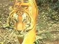 Restam apenas 3200 tigres no mundo