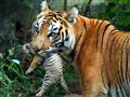 Tigre de Sumatra é visto em liberdade