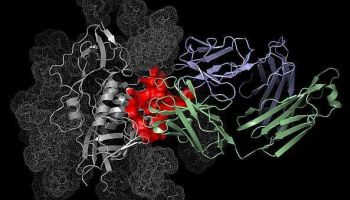 Descobertos anticorpos que combatem 90 por cento dos tipos de HIV