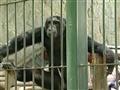 Zoo procura namorada para Chimpanzé