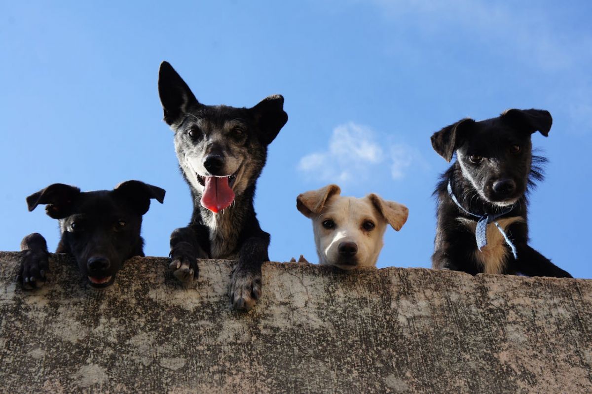 São Paulo aprova lei que proíbe acorrentamento permanente de cães e gatos - Acorrentar caes e gatos passa a ser crime em Sao Paulo