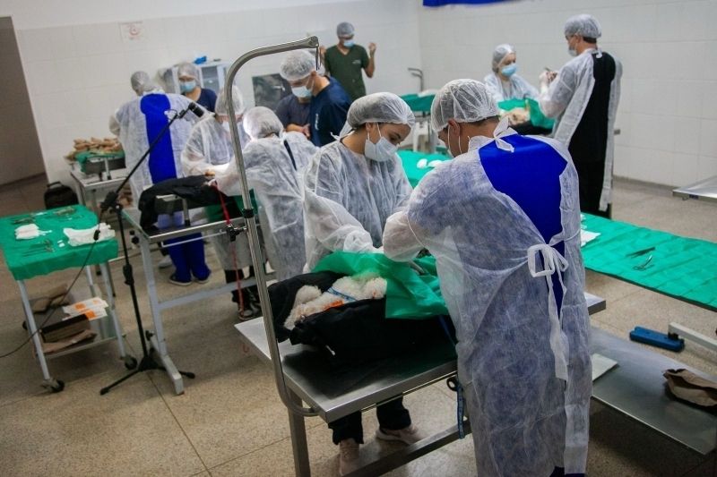 Mutirão de Castração e Chipagem de Gatos em Andradina será em 13 de setembro; 100 vagas por ordem de contato - Andradina faz terceiro mutirão de castração, só para gatos
