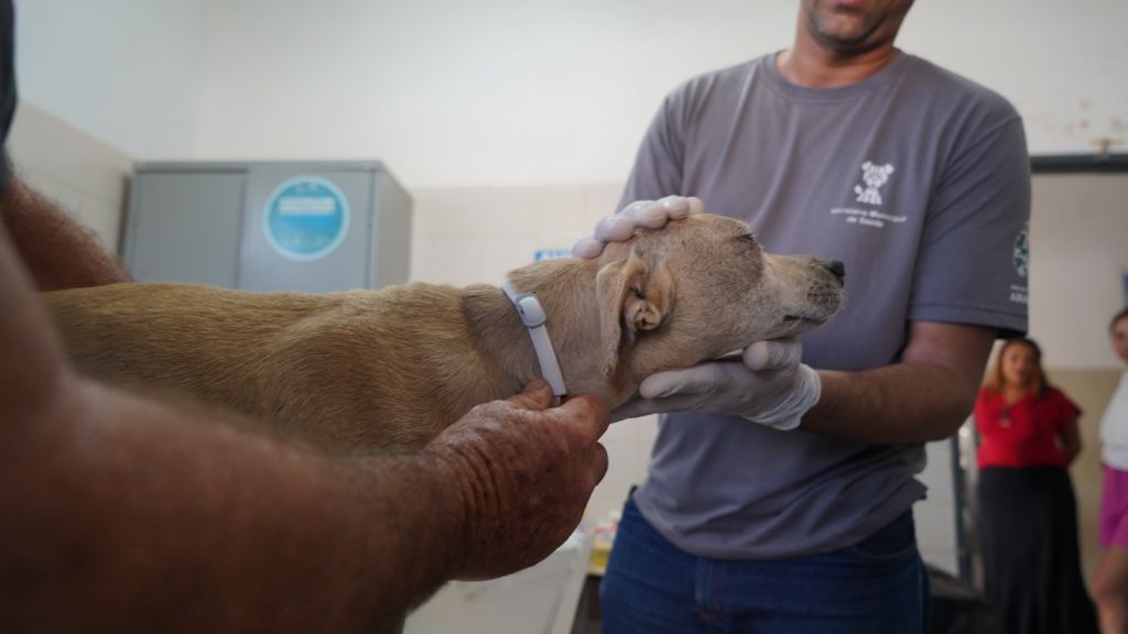 Campanha “Fora Leish” completa um ano com mais de 32 mil cães protegidos contra a leishmaniose em Araçatuba - Araçatuba celebra primeiro ano da campanha Fora Leish com mais de 32,5 mil encoleiramentos