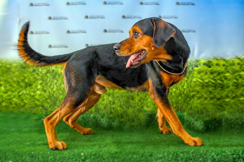 Araçatuba vive boom no setor pet com abertura de 35 novas empresas em apenas cinco meses - Araçatuba registra expansão de 94% no setor pet e atrai novos empreendedores Araçatuba vive boom no setor pet com abertura de 35 novas empresas em apenas cinco meses - Araçatuba registra expansão de 94% no setor pet e atrai novos empreendedores
