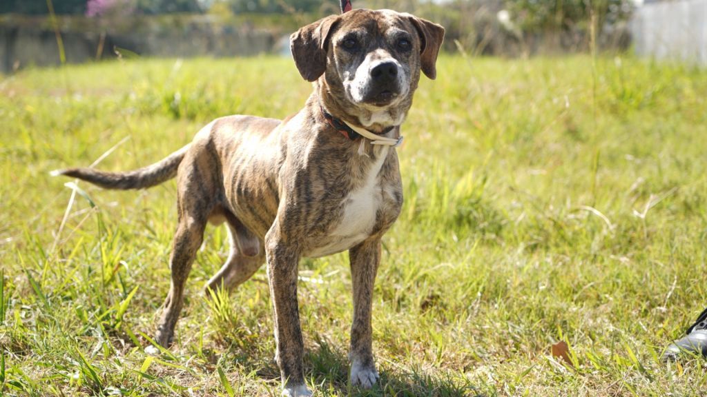 Feira de adoção de cães e gatos acontece neste sábado em Araçatuba - CCZ de Araçatuba promove feira de adoção de cães e gatos neste sábado
