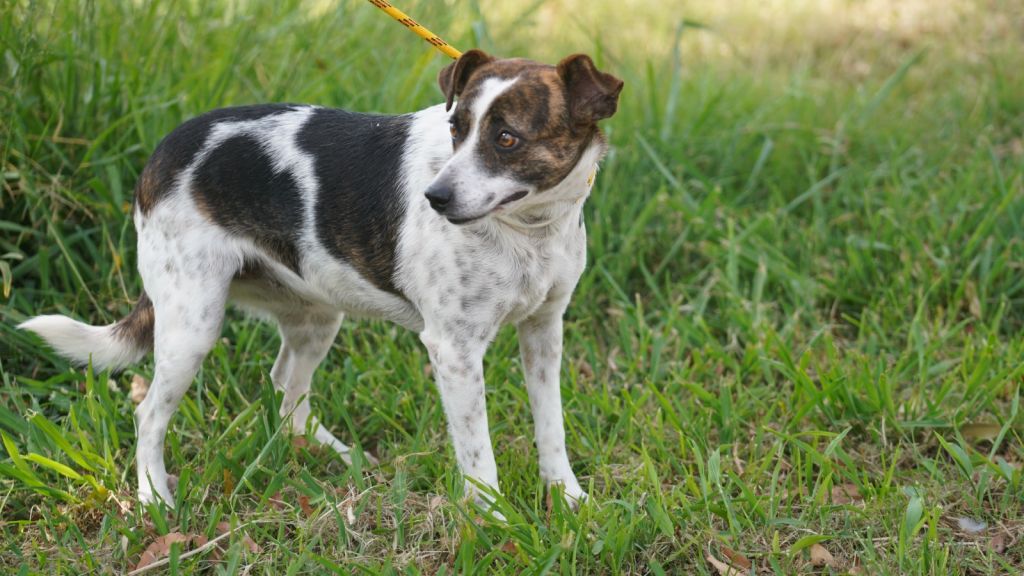 Feira de adoção de pets acontece neste sábado em Araçatuba com cães e gatos resgatados - CCZ de Araçatuba tem 14 cães e 6 gatos para adoção; feirinha acontece neste sábado