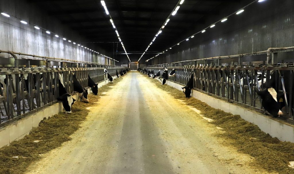 Do curral à tecnologia: como Araras virou referência na produção de leite - Fazenda Colorado registrou média diária de 98 mil litros.
