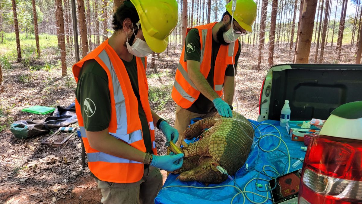 ICAS registra, pela primeira vez, tatu-canastra grávida em área da Suzano em Mato Grosso do Sul