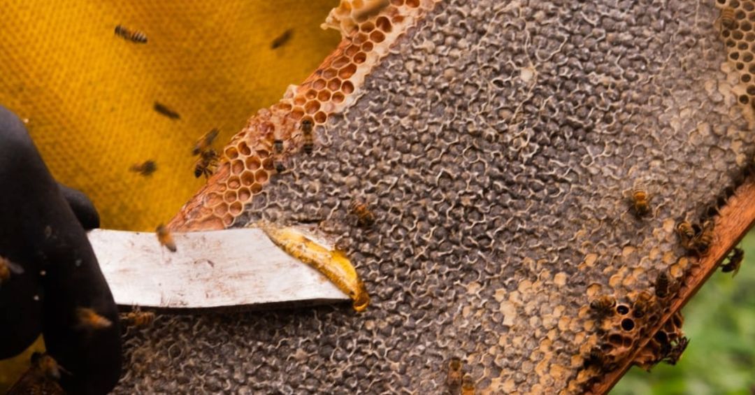 Com apoio da Suzano, apicultores do Programa Colmeias ampliam produção de mel em 30% no Estado de São Paulo - Iniciativa beneficiou diretamente mais de 530 produtores Com apoio da Suzano, apicultores do Programa Colmeias ampliam produção de mel em 30% no Estado de São Paulo - Iniciativa beneficiou diretamente mais de 530 produtores