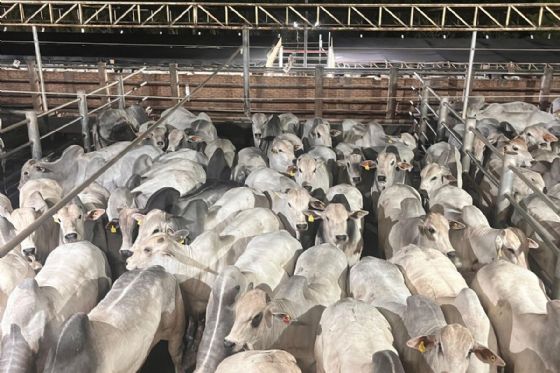 Circuito Nelore de Qualidade: 1.581 machos foram avaliados em Andradina (SP)