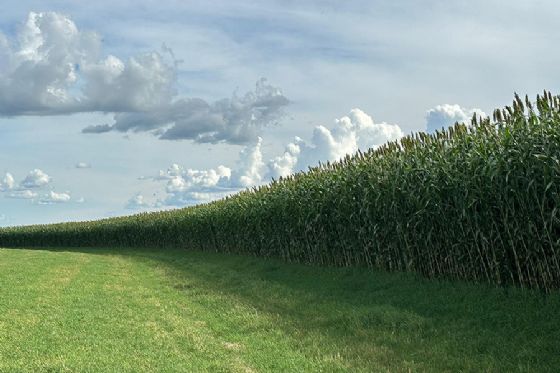 Novo sorgo forrageiro gigante chega ao mercado com alta produtividade e qualidade