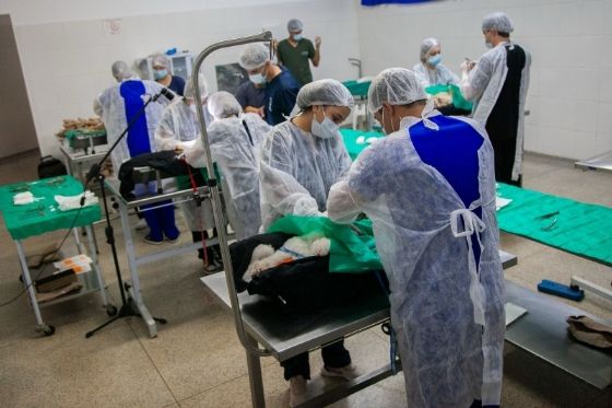 Mutirão de Castração e Chipagem de Gatos em Andradina será em 13 de setembro; 100 vagas por ordem de contato