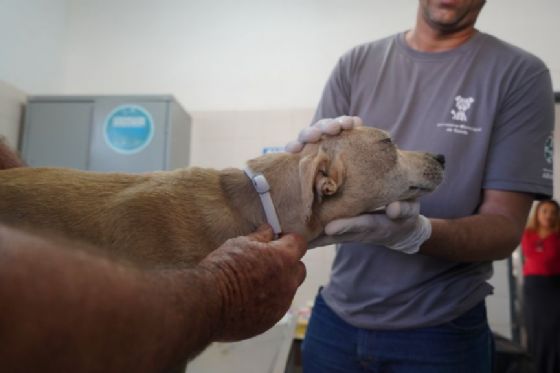 Campanha “Fora Leish” completa um ano com mais de 32 mil cães protegidos contra a leishmaniose em Araçatuba