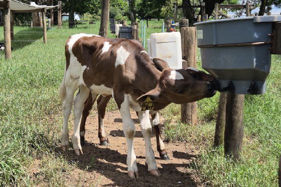 Dispositivo simples reduz sucção cruzada de bezerros e melhora bem-estar animal