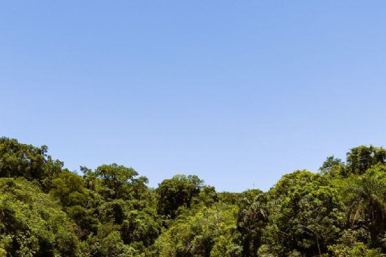 Bracell tem primeira área de soltura de animais silvestres em São Paulo