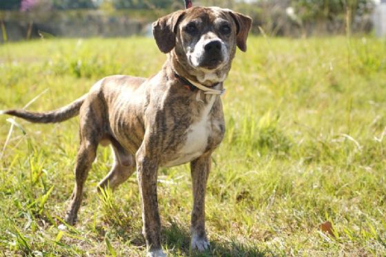Feira de adoção de cães e gatos acontece neste sábado em Araçatuba