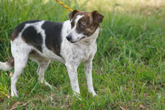 Feira de adoção de pets acontece neste sábado em Araçatuba com cães e gatos resgatados