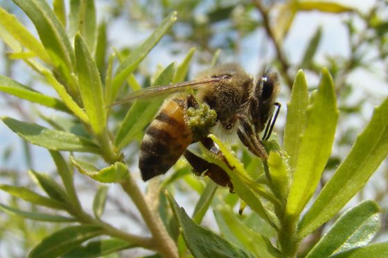 Compostos de própolis verde mostram potencial contra doenças neurodegenerativas?