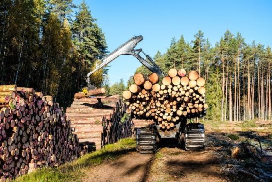 Conexão Brasil-Europa abre mercado internacional para a madeira nacional
