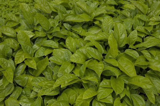 Crédito rural cresce 6% e atinge R$ 316,57 bilhões para o período da safra 2025/2026