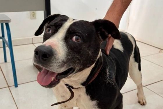 Cresce número de animais atropelados e abandonados em Andradina