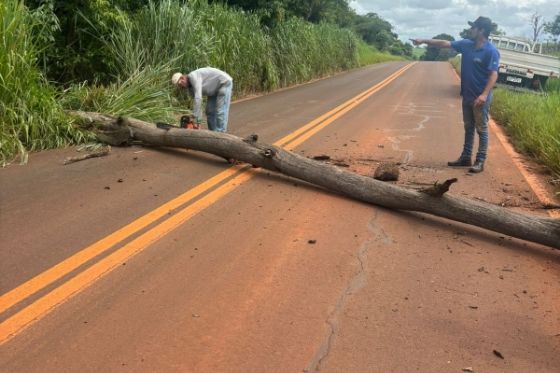 Defesa Civil faz supressão de árvores após fortes chuvas em Andradina