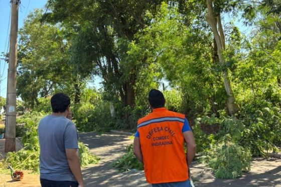 Defesa Civil realiza poda preventiva de árvores no bairro São João