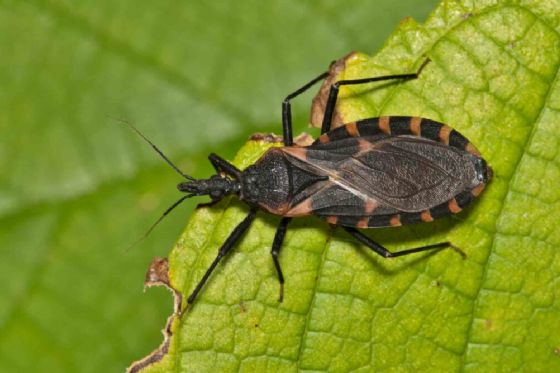 Dia Mundial da Doença de Chagas: entenda a importância da prevenção