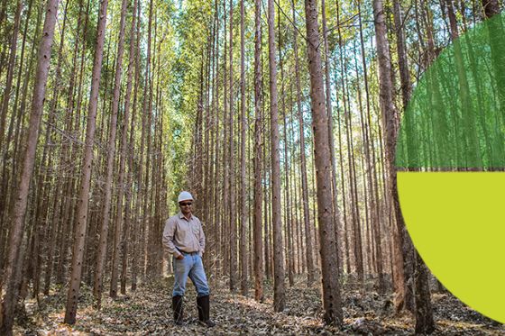 Eldorado Brasil abre vagas em Três Lagoas: de jovem aprendiz a cargos técnicos e analistas