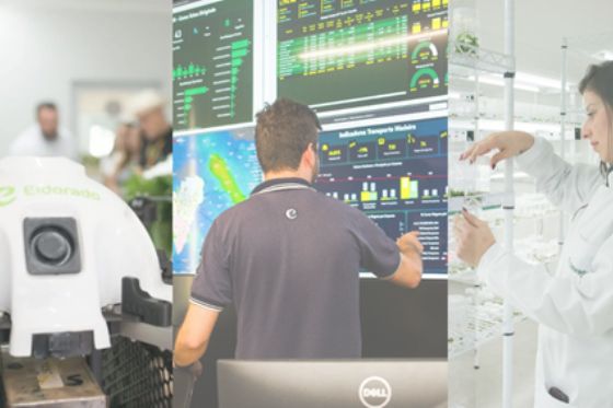 Eldorado Brasil leva tecnologia e inovação ao Show Florestal 2025 em Três Lagoas
