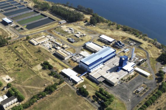 Gigante da proteína, JBS faz estreia no setor de beleza e lança colágeno com promessa de resultados rápidos